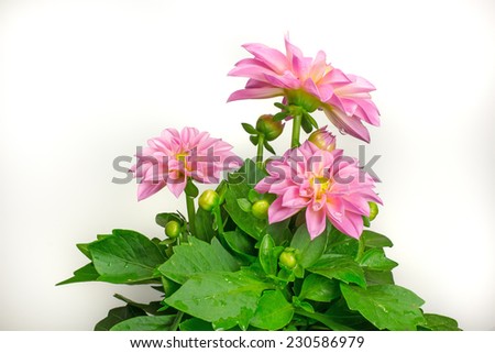 Bouquet of fresh pink dahlia flowers with water drops isolated on white background