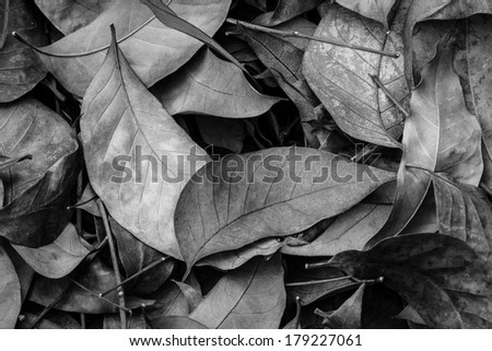Black and white portrait, Background group brown leaves. Outdoor