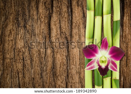 Spa concept, Orchid flowers on lucky bamboo