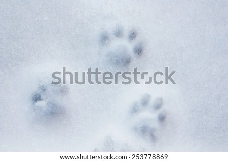 Footprints in the snow cat