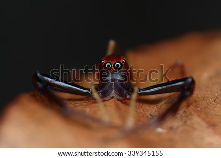 Good pest control, diet are mainly bugs around the house, garden or farmland / jumping spider / salticidae.closeup