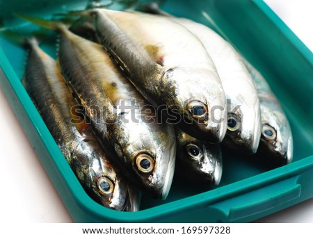 Mackerel fish in a box container