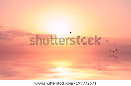 beautiful sky on sunset or sunrise with flying birds to the sun, natural background