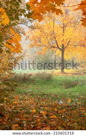 colorful autumn landscape with yellow trees and falling leaves, natural background