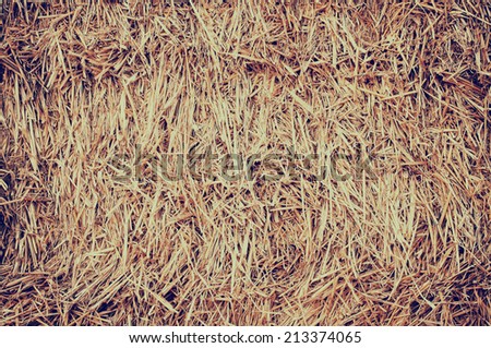 closeup haystack after the harvest of wheat,  natural  background with instagram effect