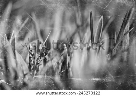 poppy flower on spring  grass field, black and white natural vintage background