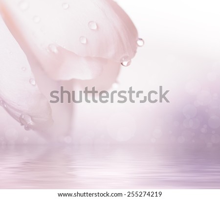 closeup pink flower with water drops, natural spring background