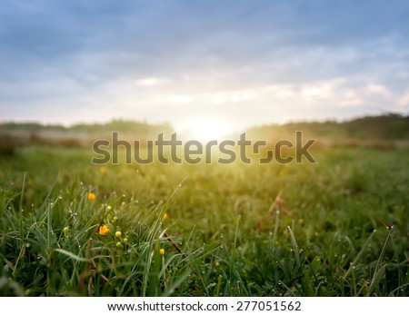 early morning field of flowers,natural summer background