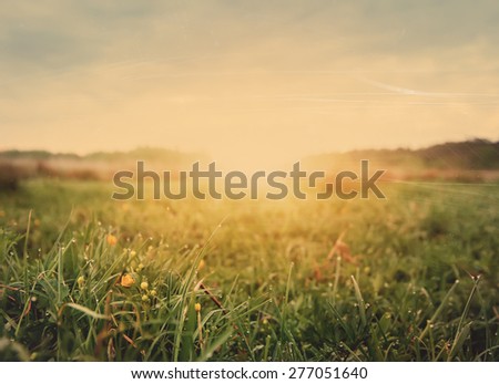 early morning field of flowers,natural vintage summer background