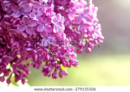 closeup purple flowers, natural abstract  soft floral background