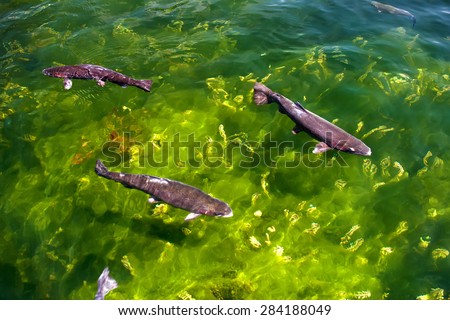 sturgeon fish in clean lake, natural background