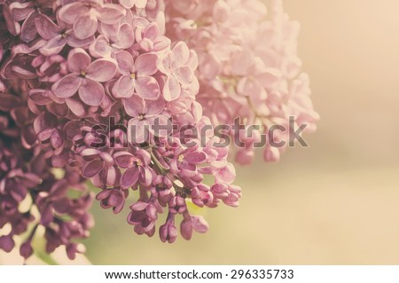 closeup purple lilac  flowers with soft focus, natural summer background