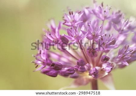 spring  purple alllium  flowers, natural vintage and pastel natural background