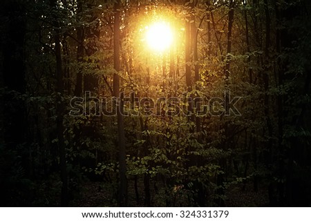 mystic forest on sunset. natural autumn background