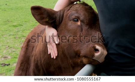 Cow enjoys human hug