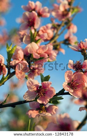 Pink peach tree blossoms against the blue sky