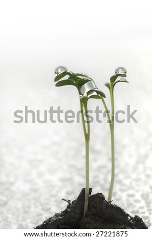 Little plants sprouting from the soil on white background