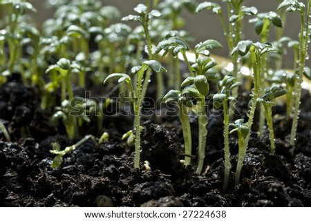 Little plants sprouting from the soil