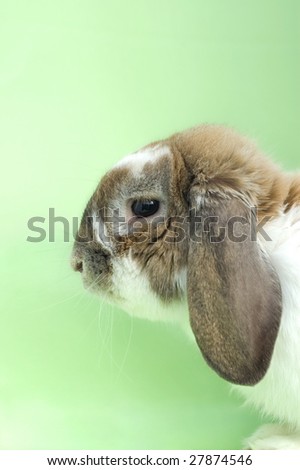 Little rabbit portrait with floppy ears sitting isolated on green background