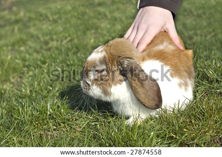 Little rabbit with floppy ears sitting in the grass
