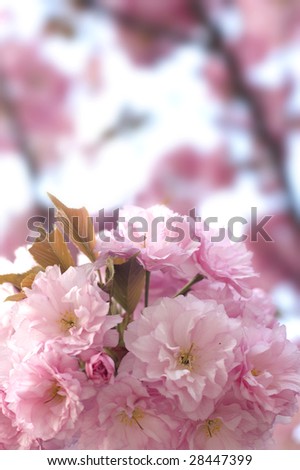 Beautiful pink spring blossom background