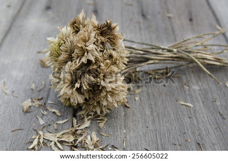 Dried chrysanthemum isolated on old wooden background