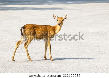 The sika deer on the road in zoo