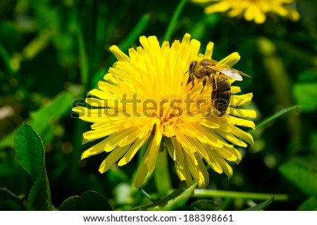 bee at work on a yellow dandelion flower