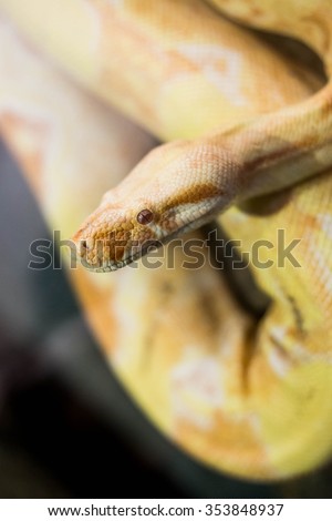 closeup of the head of a yellow python snake with blurred body