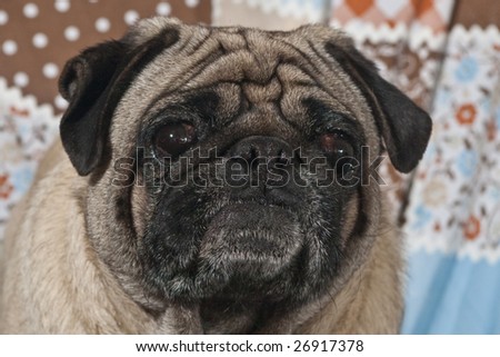 Portrait of 4 year old male Pug dog