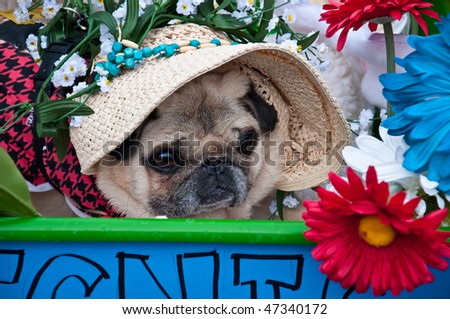 Close up of Pug in costume at 2010 Pug Parade in Lakewood Ranch, Florida