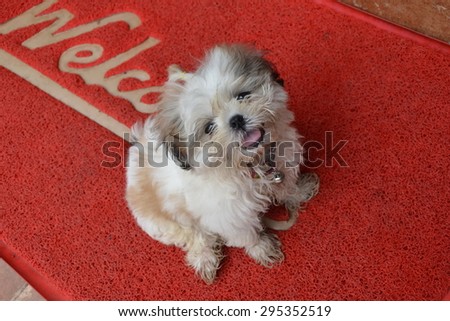 Funny cute dog on the door mat with the inscription \