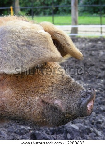 Close up photo of a pigs head