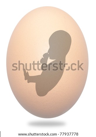 egg fetus