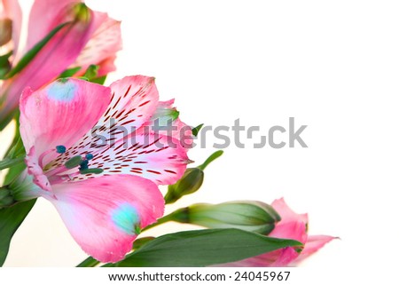 purple orchids isolated on white, floral ornament