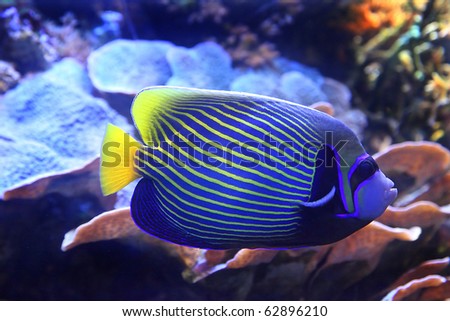 Tropical  Fish on Tropical Sea Surgeon Fish In Aquarium Stock Photo 62896210