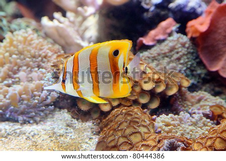 Aquarium Fish, Sixspine butterfly fish against coral reef