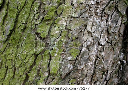 natural texture of tree cortex