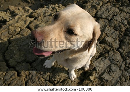 yellow labrador dog made funny by wide angle lens