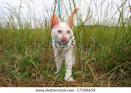 Kitten On Leash