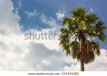 Toddy palm tree with blue sky background, natural tree