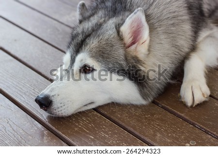 Siberian Husky, lovely dog sleep on the floor