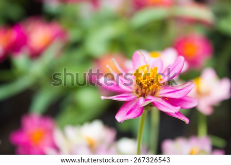 beautiful zinnia flower, classic zinnia flower, colorful small flower