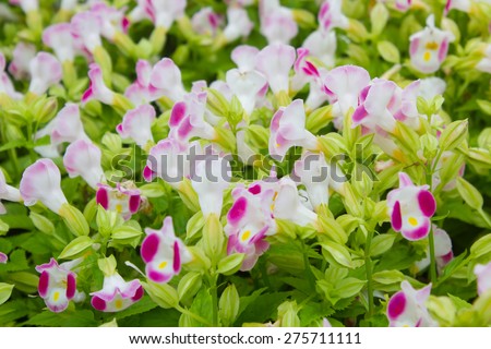 torenia flower (wishbone) , pink flower, prayer plan flower