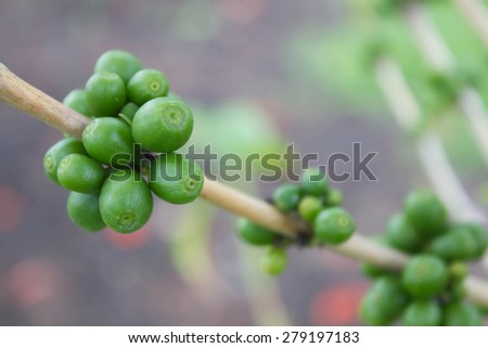 Coffee tree with coffee bean, green plant background