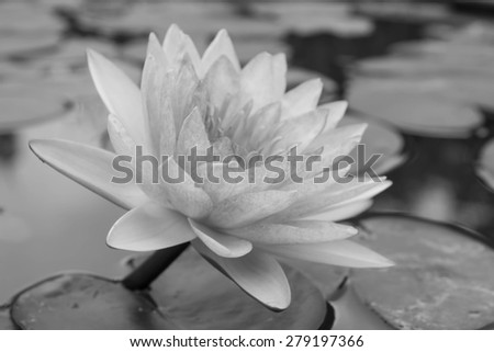 Closeup of waterlily in a pond, black and white lotus
