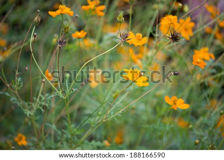orange spring flowers with green