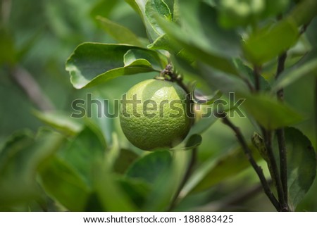 Green lemon on lemon tree.