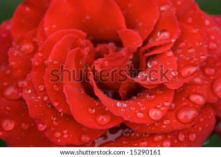 Red rose of a morning sun with the drops of dew. Flower