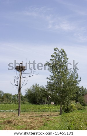 Stork in a nest on an old tree in a village. Wild nature  is on a limit with civilization.